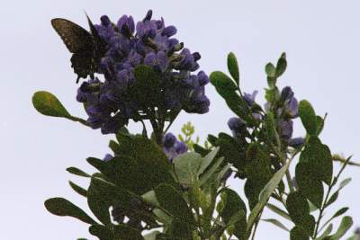 TEXAS PURPLEFLOWER.JPG